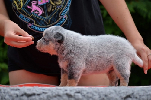 HAZEL - female - 4,5 weeks old